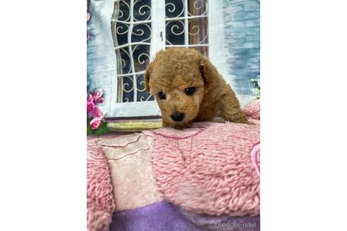 成約済の愛知県のタイニープードル-140062の11枚目